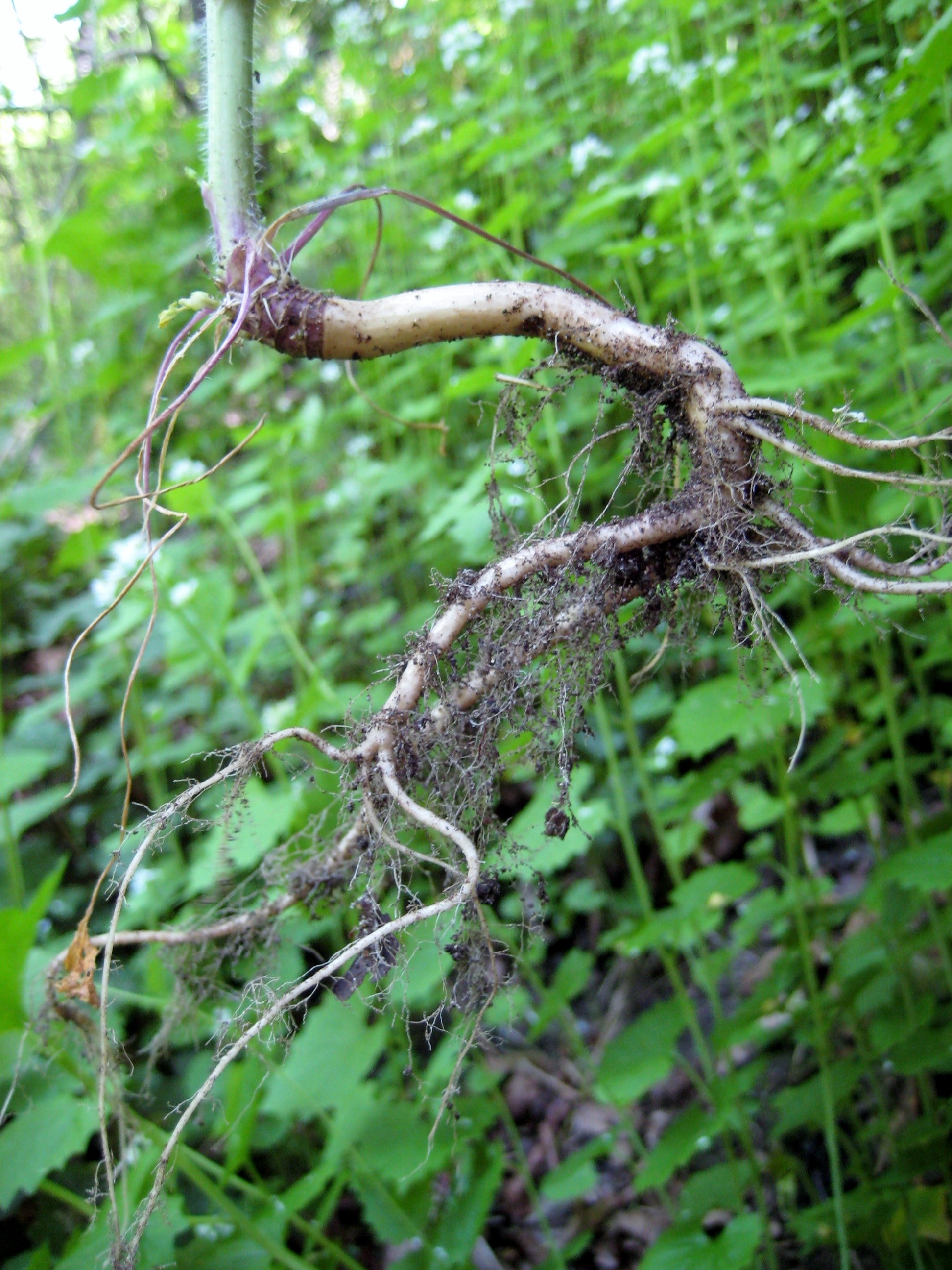 ALLPET root2 – Noxious Weeds Blog