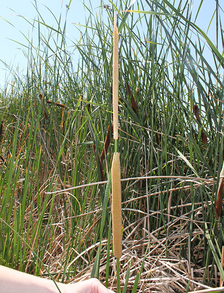 nonnative_typha4-WSNWCBweb – Noxious Weeds Blog