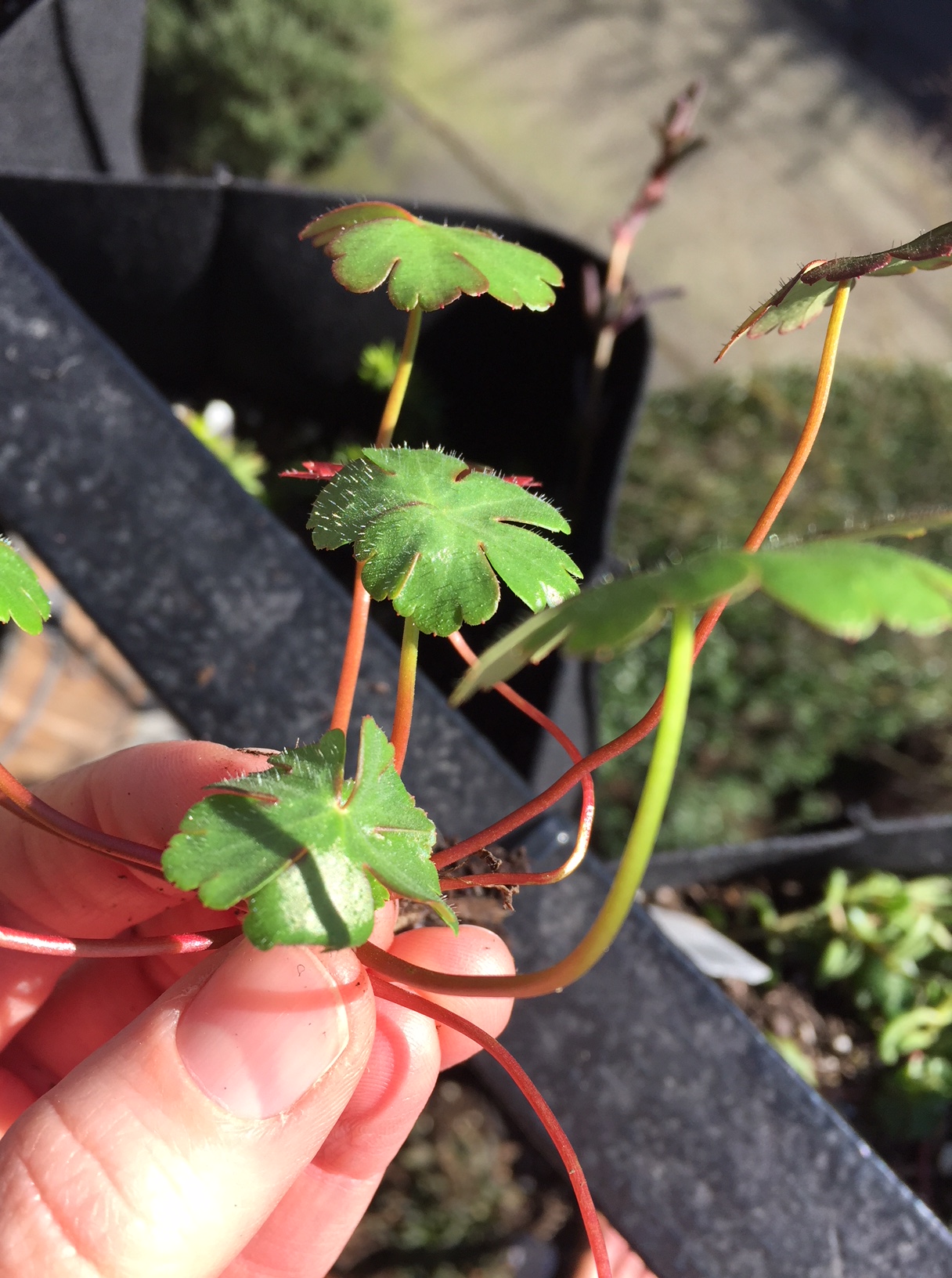 Shiny Geranium Photo shiny geranium plant – Noxious Weeds Blog