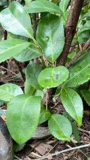 cut – Noxious Weeds Blog